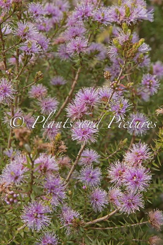 Melaleuca squamea