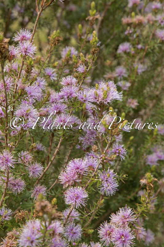 Melaleuca squamea