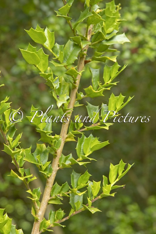 Griselinia jodinifolia