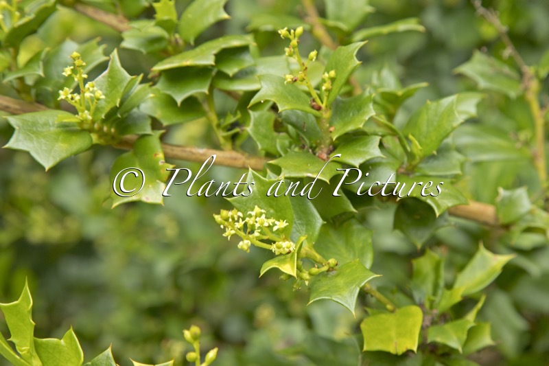 Griselinia jodinifolia