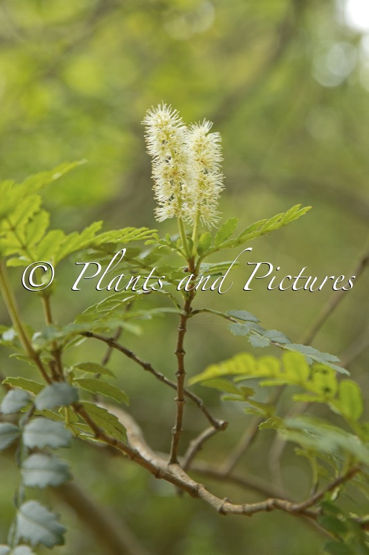 Weinmannia trichosperma
