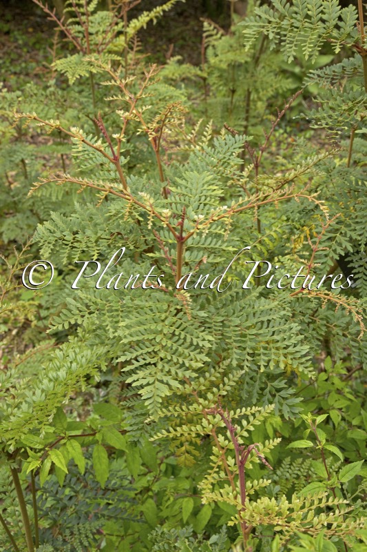 Lomatia ferruginea