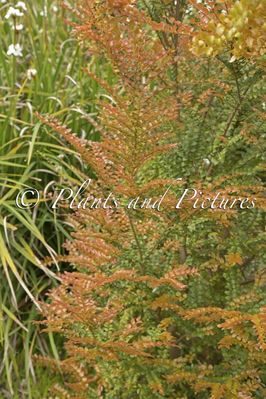 Nothofagus cunninghamii