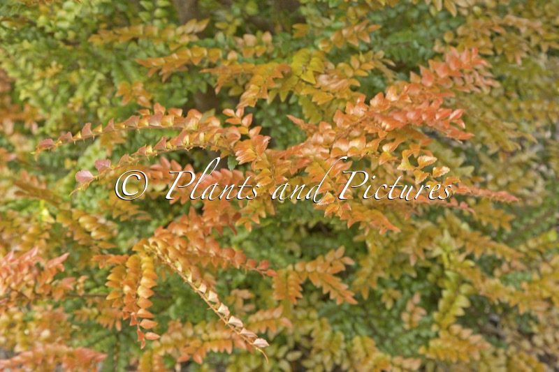 Nothofagus cunninghamii
