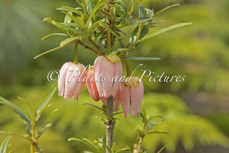 Crinodendron hookerianum