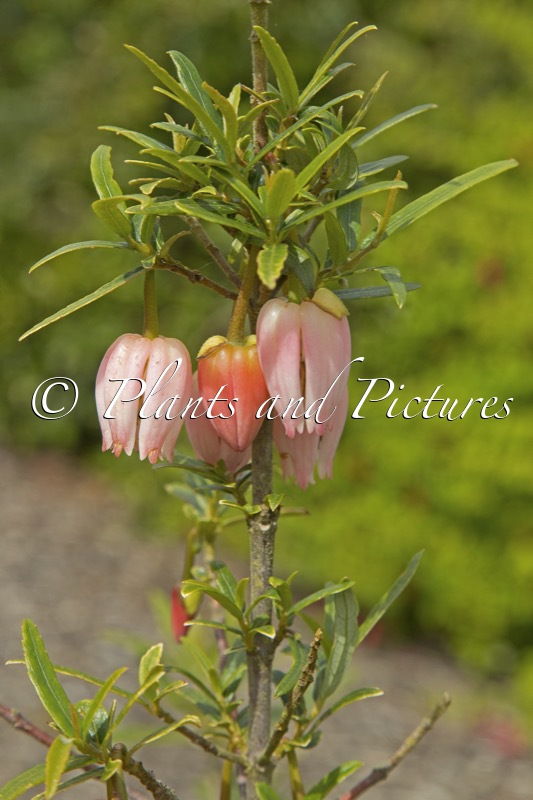 Crinodendron hookerianum