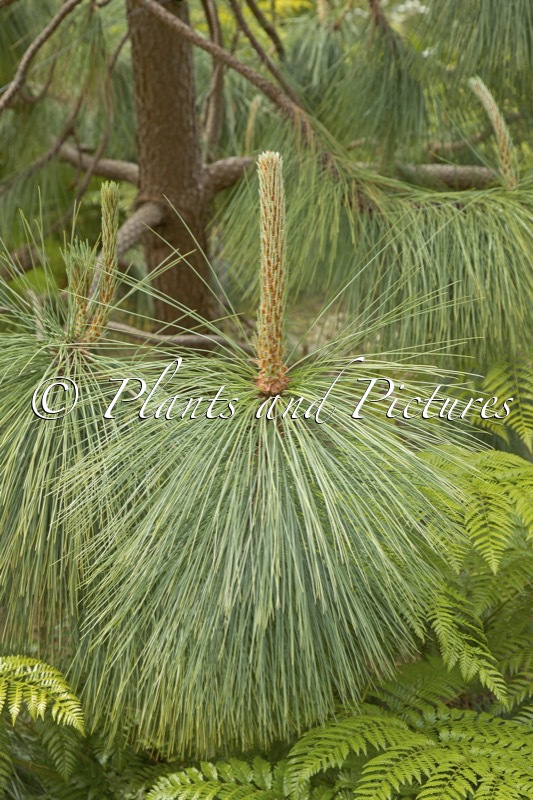 Pinus montezumae