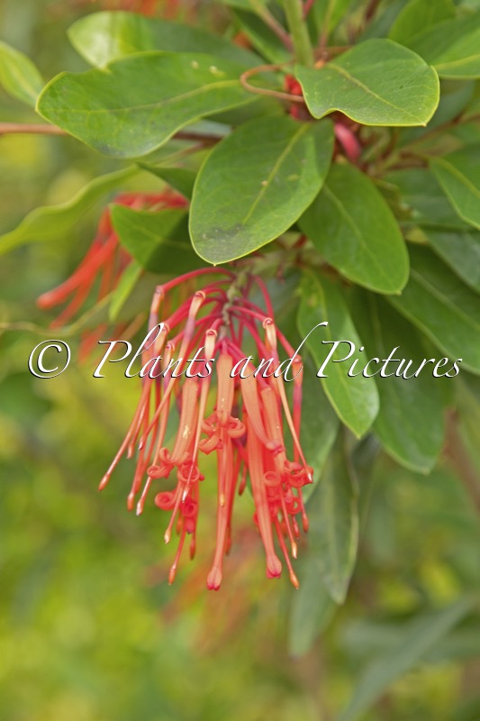 Embothrium coccineum
