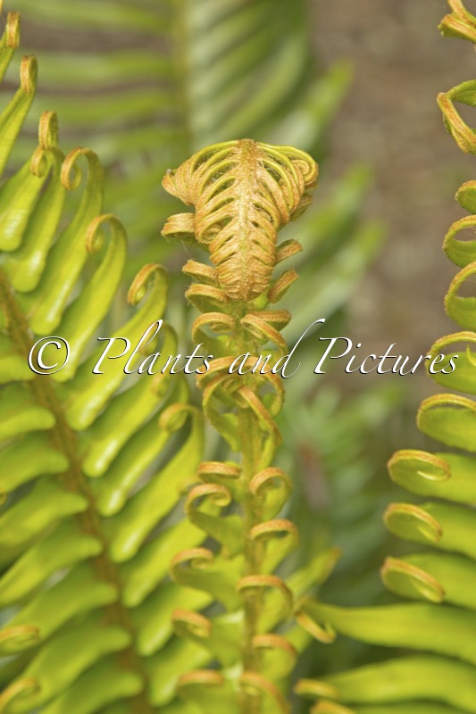 Blechnum cycadifolium