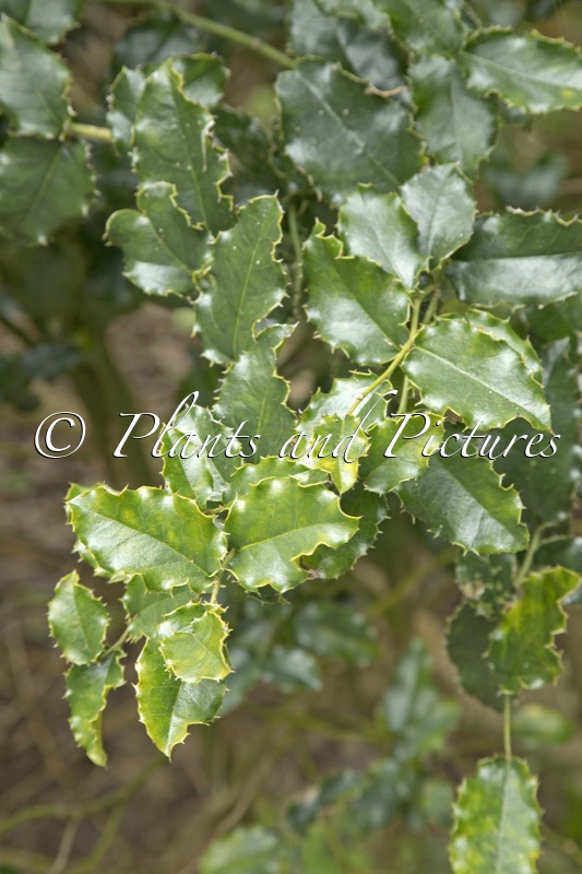 Citronella mucronata