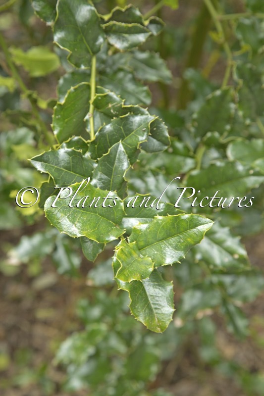 Citronella mucronata