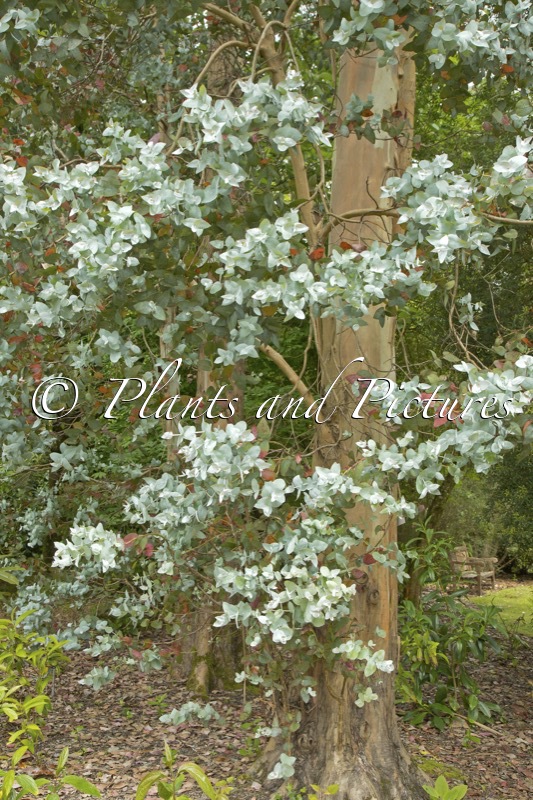 Eucalyptus globulus