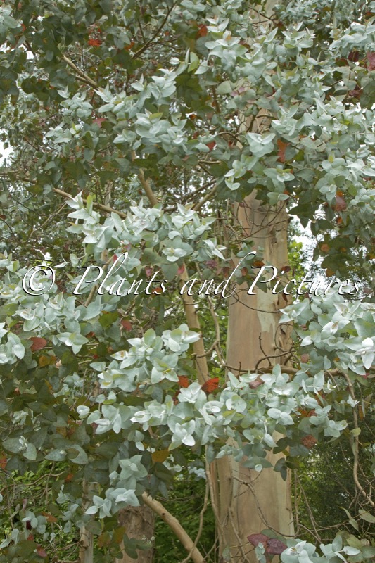 Eucalyptus globulus
