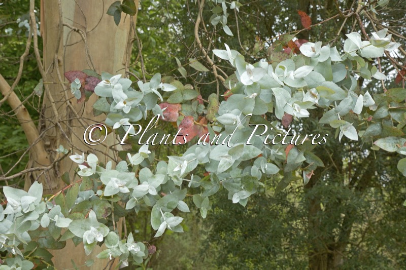 Eucalyptus globulus