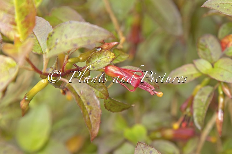 Fuchsia ‘Banks Peninsula’