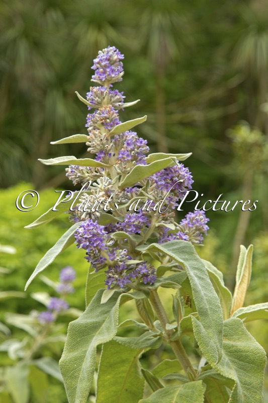 Buddleja salviifolia