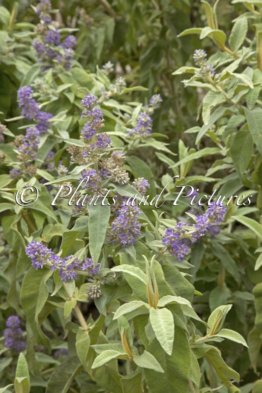 Buddleja salviifolia