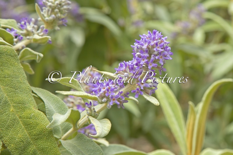 Buddleja salviifolia