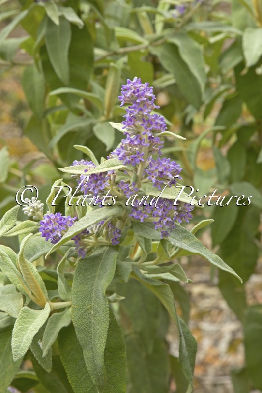 Buddleja salviifolia