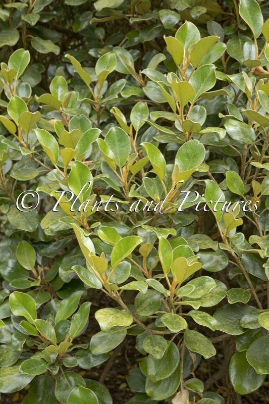 Brachyglottis elaeagnifolia