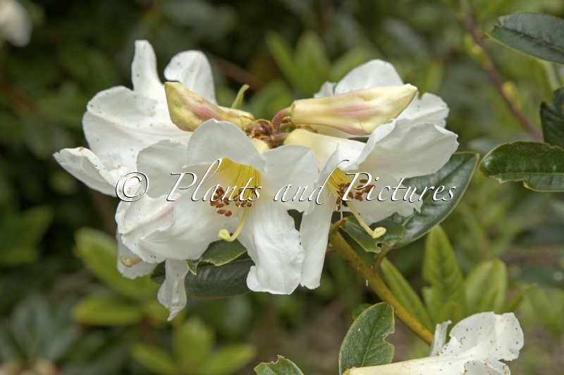 Rhododendron maddenii