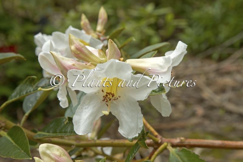 Rhododendron maddenii