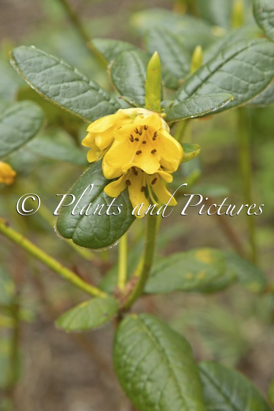 Rhododendron valentinianum var. oblongilobatum