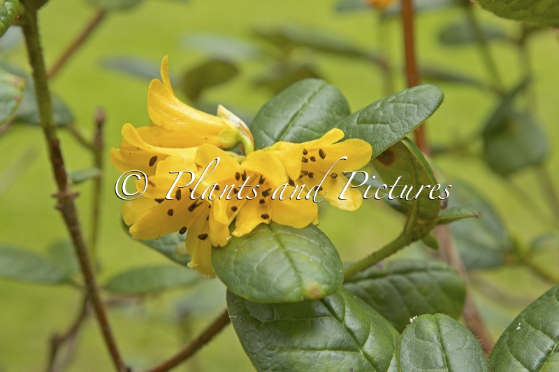 Rhododendron valentinianum var. oblongilobatum