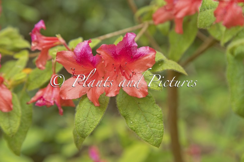 Rhododendron oldhamii