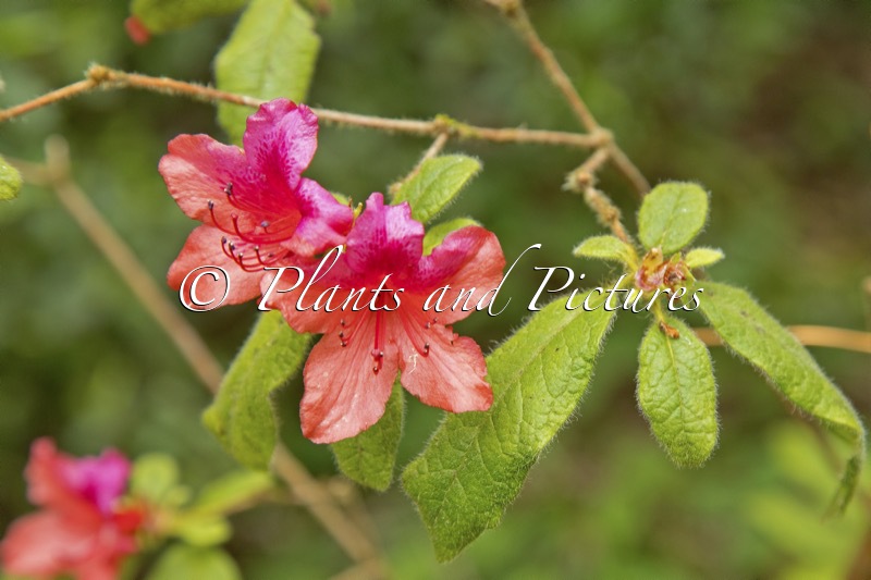 Rhododendron oldhamii