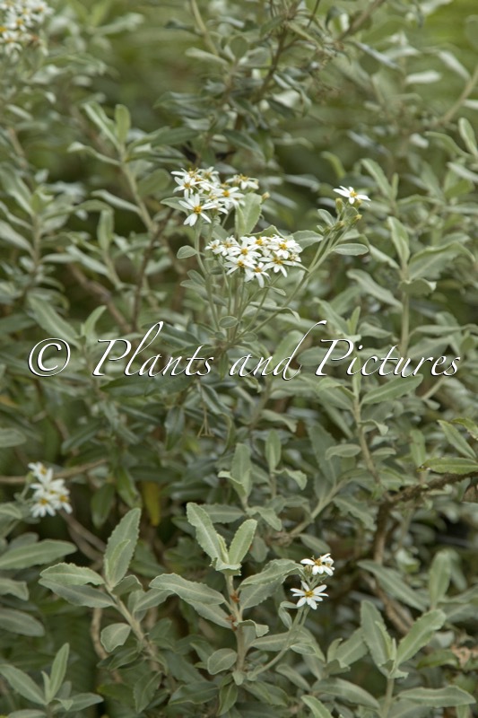 Olearia mollis