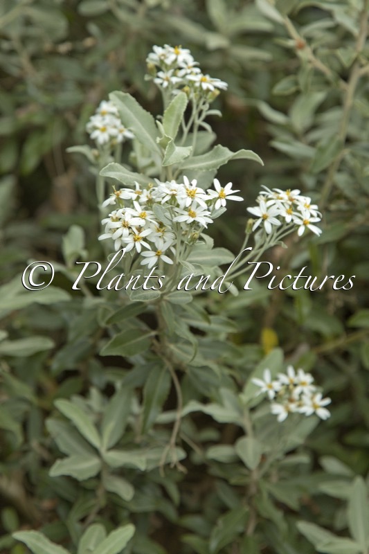 Olearia mollis