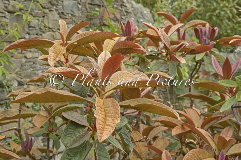 Rhododendron nuttallii