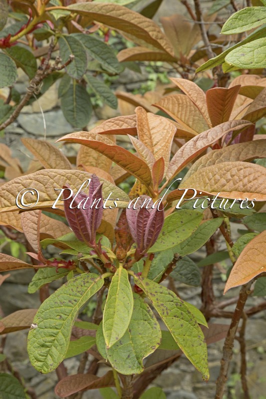 Rhododendron nuttallii