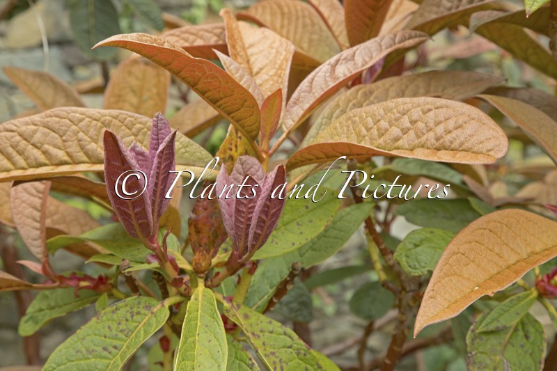 Rhododendron nuttallii