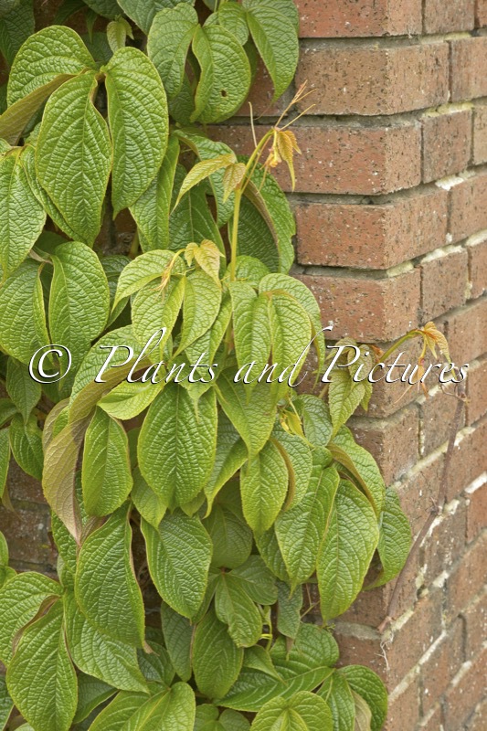 Parthenocissus himalayana