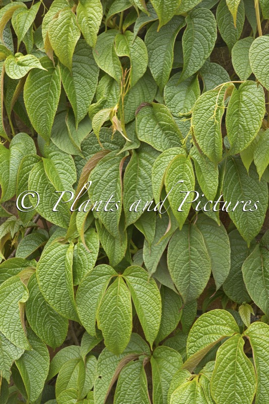 Parthenocissus himalayana