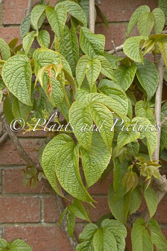 Parthenocissus himalayana