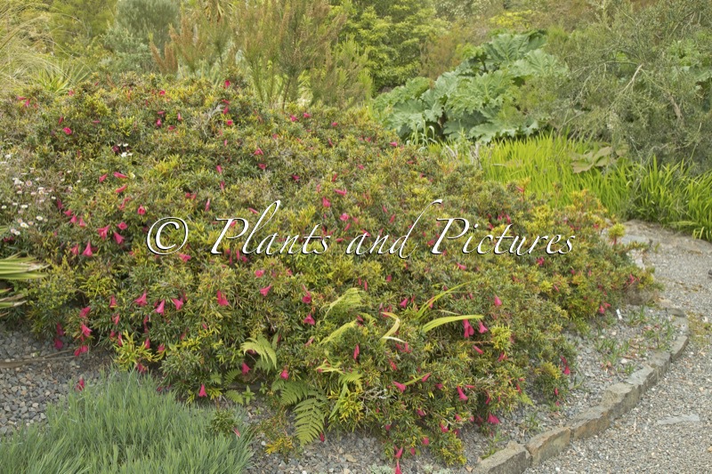 Philesia magellanica