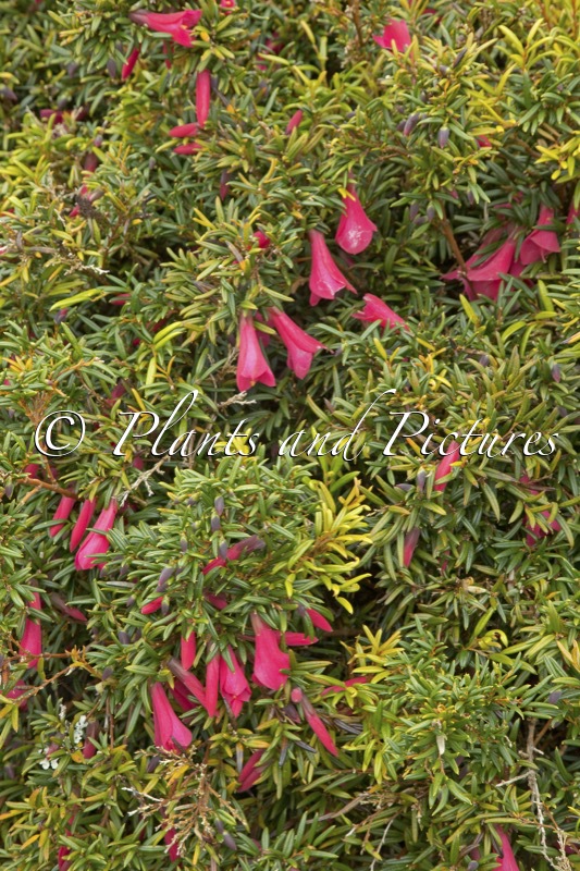 Philesia magellanica