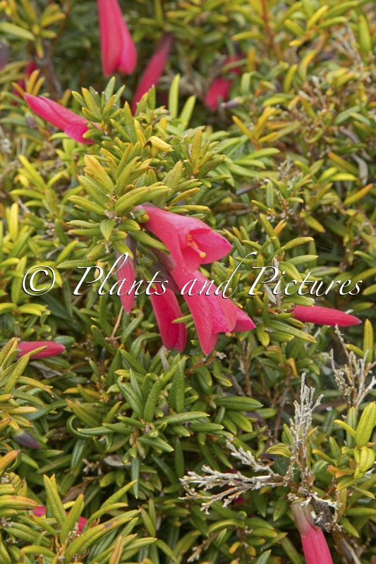 Philesia magellanica