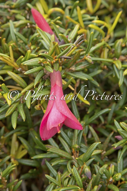 Philesia magellanica