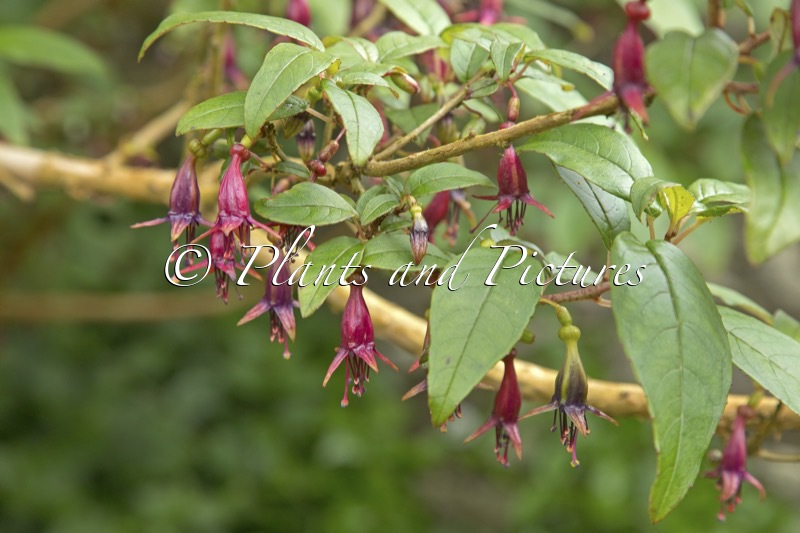 Fuchsia excorticata