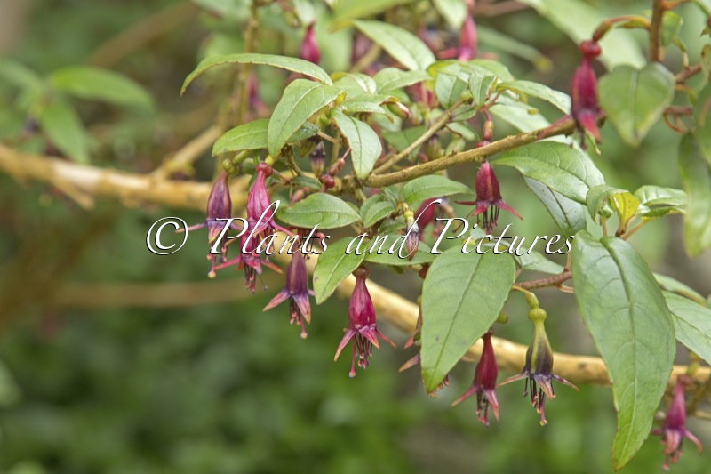 Fuchsia excorticata