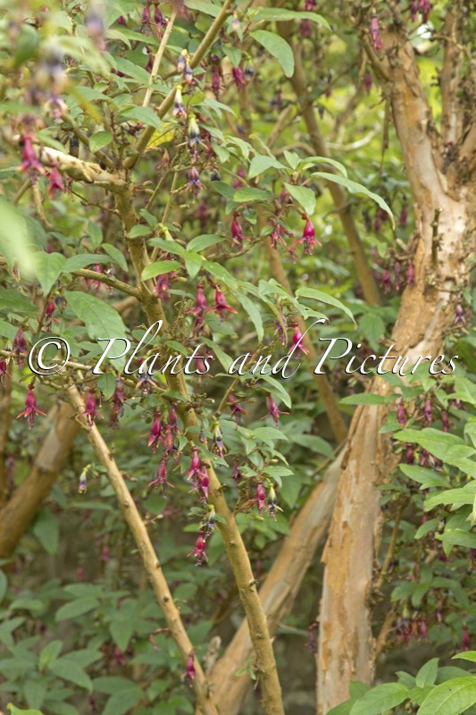 Fuchsia excorticata
