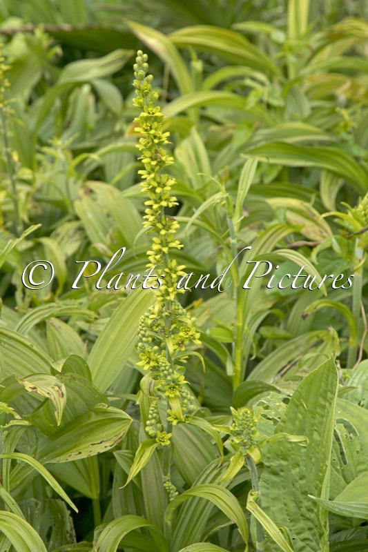 Veratrum viride