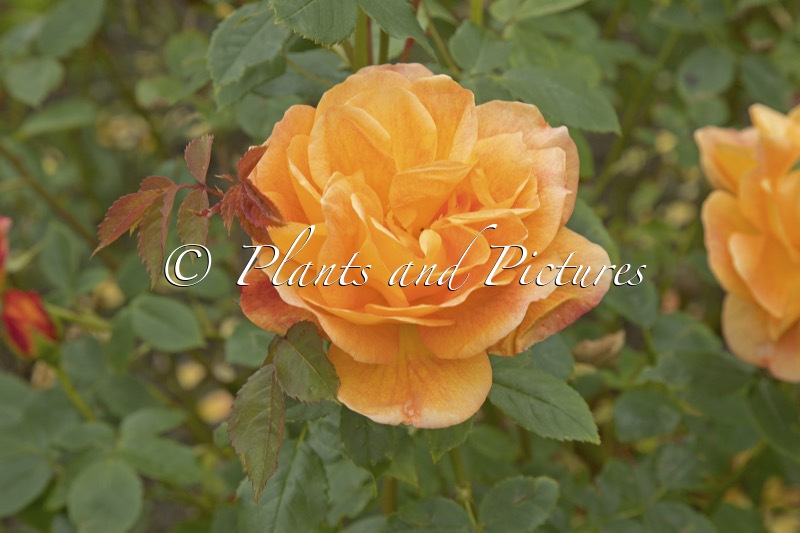 Rosa ‘Ausnyson’ (LADY OF SHALOTT)