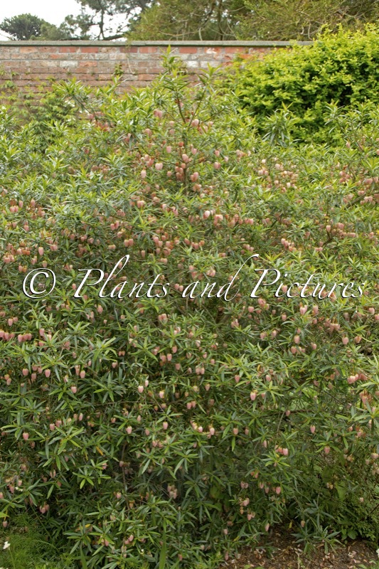 Crinodendron hookerianum ‘Ada Hoffmann’