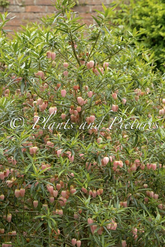 Crinodendron hookerianum ‘Ada Hoffmann’