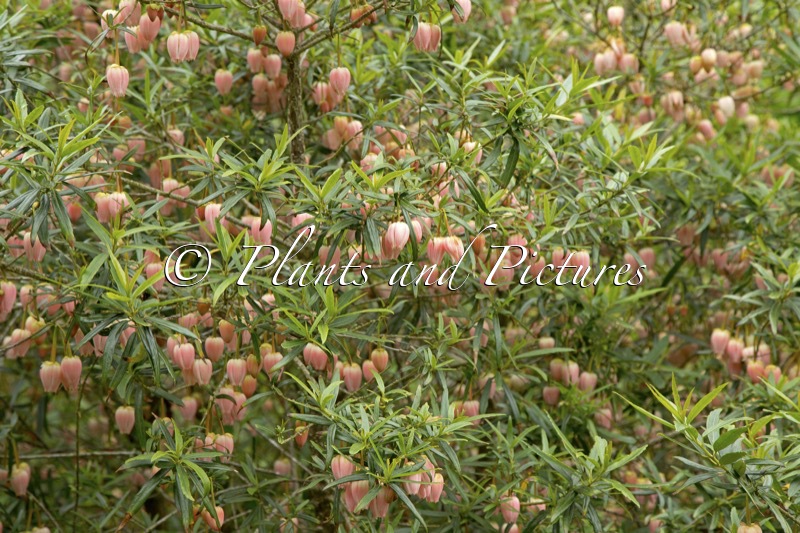 Crinodendron hookerianum ‘Ada Hoffmann’